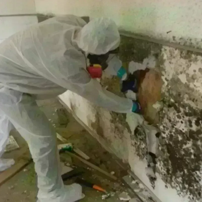 Mold Remediation and Removal in Sleepy Hollow, CA